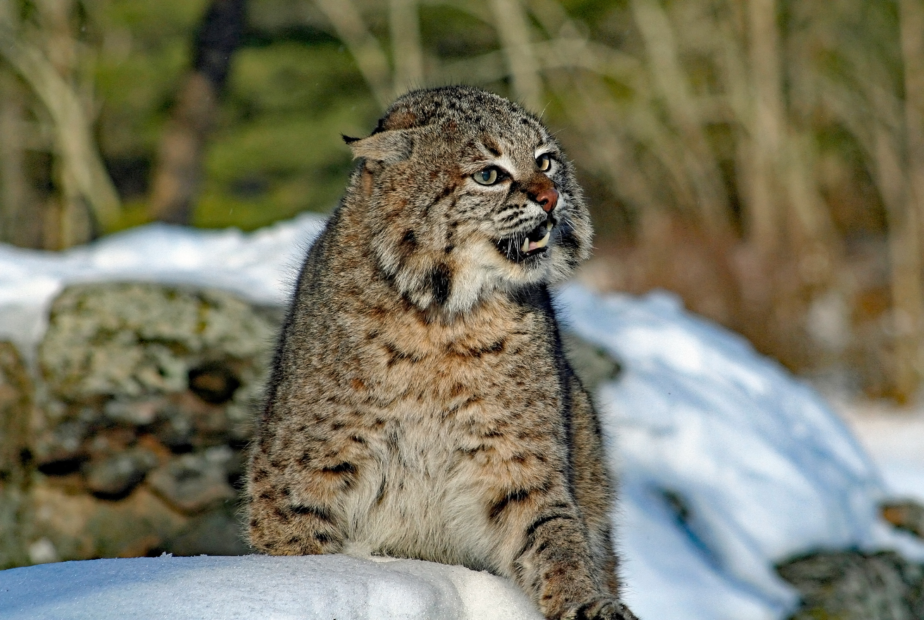 0218 Bobcat.JPG